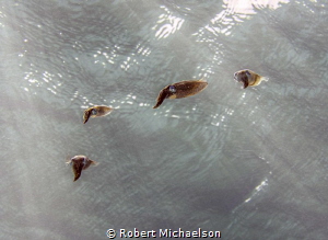 These are very small juvenile squid, perhaps 3 inches
(8... by Robert Michaelson 